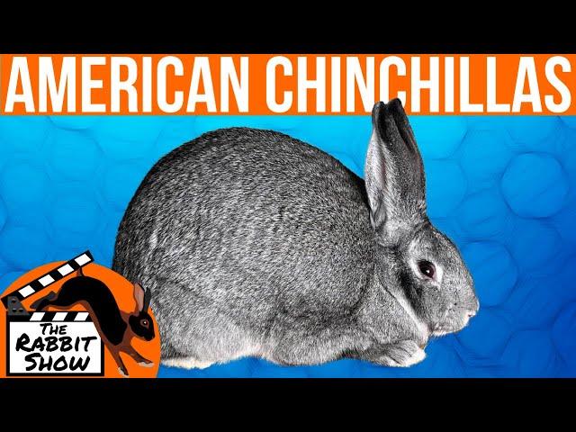 American Chinchilla by Dr. Stephan Roush