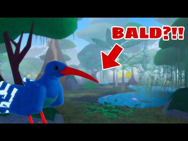 They Made The Hoopoe Bald (Roblox Feather Family)