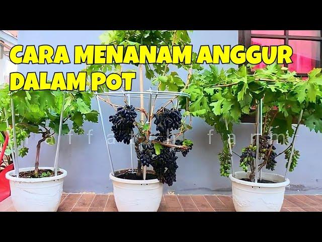 CARA MENANAM ANGGUR DALAM POT AGAR CEPAT BERBUAH