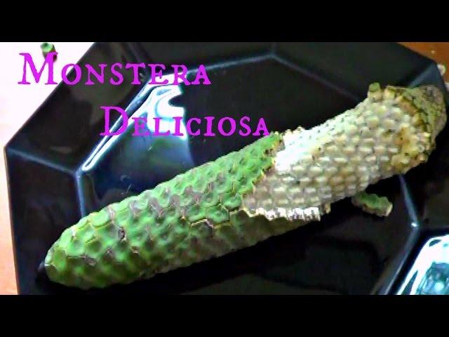 Monstera Deliciosa Review - Weird Fruit Explorer - Ep. 108