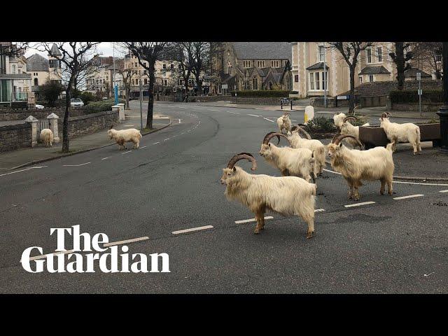 Goats take over empty Welsh streets as residents observe coronavirus lockdown