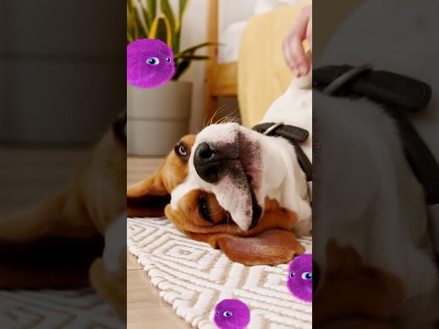 Do Beagles Shed a lot?