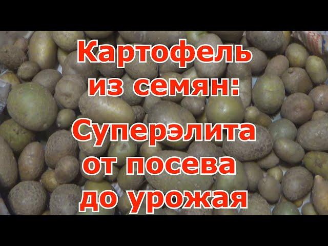 Картофель из семян: обновление и омоложение сортов. Суперэлита картофеля от посева до сбора урожая