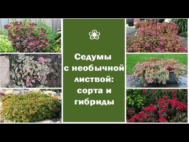  Кустарниковые и стелющиеся седумы с необычной листвой: сорта и гибриды