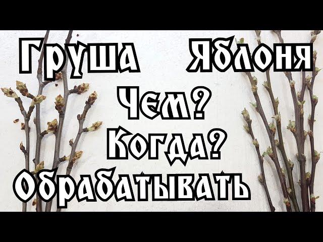 ПЕРВАЯ ОБРАБОТКА ГРУШИ И ЯБЛОНИ