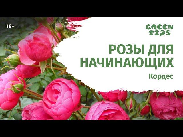 Розы для начинающих. Лучшие сорта роз Кордес.