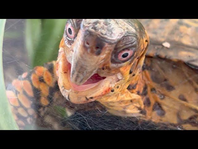 Sparky - Our Box Turtle - Hideaway