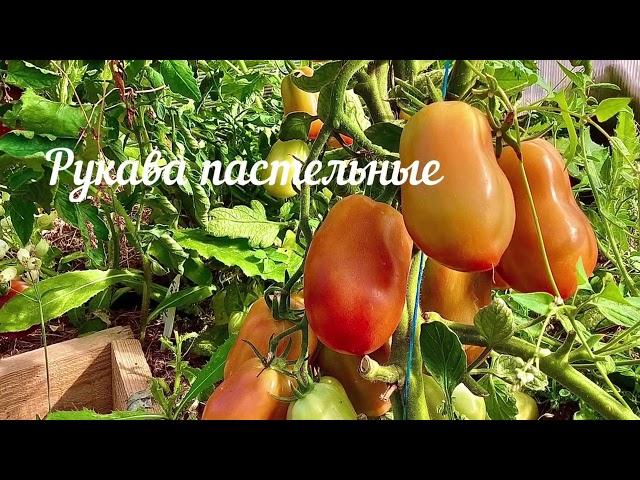 КОЛЛЕКЦИОННЫЕ ТОМАТЫ 2022/Каталог сортов