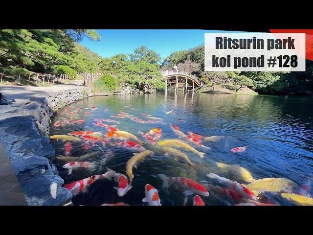 Ritsurin Park Koi pond 2023(Takamatsu, Kagawa)