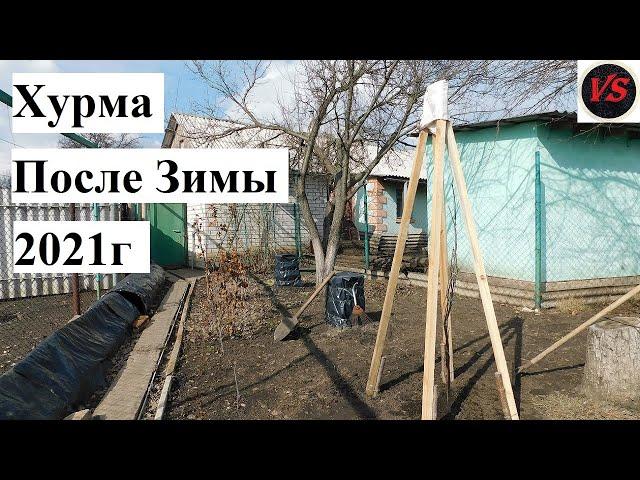 Хурма После Зимы - Не перезимовала