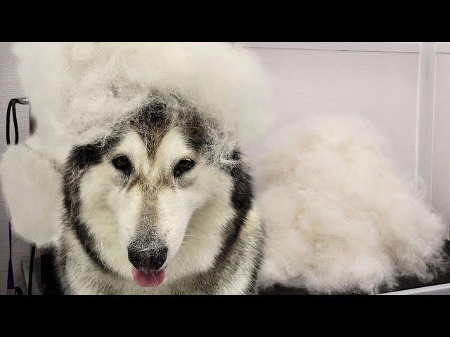 I made cotton candy with an Alaskan Malamute