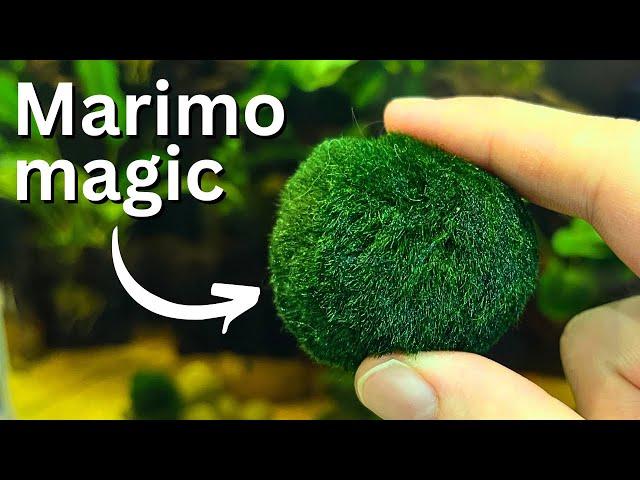 Marimo moss balls: Care, Propagation, Beginner guide!