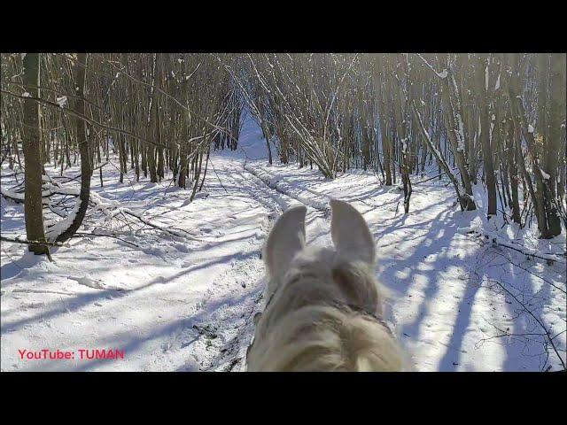 Зима, Жеребец Орловский рысак, Лес, Горы ,Туман.