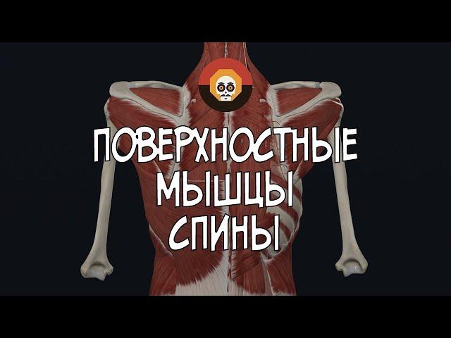 Поверхностные мышцы спины 3D Анатомия