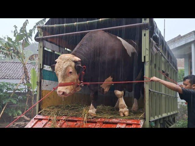 PROSES PENURUNAN SAPI RAKSASA DI KANDANG LEMBU BENGGOLO HUJAN PETIR‼️