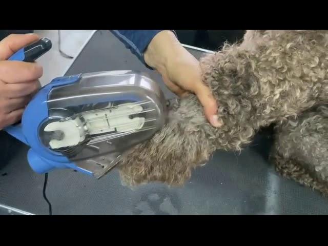 Brushing a paw with heavy coat with the ADB Petite