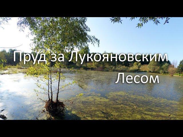 Поиски «Тютюшинского» пруда. Высохший «Лукояновский» пруд.