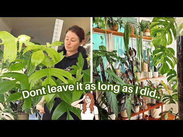 Relaxing Plant Chores ~ Aroid plant care & watering