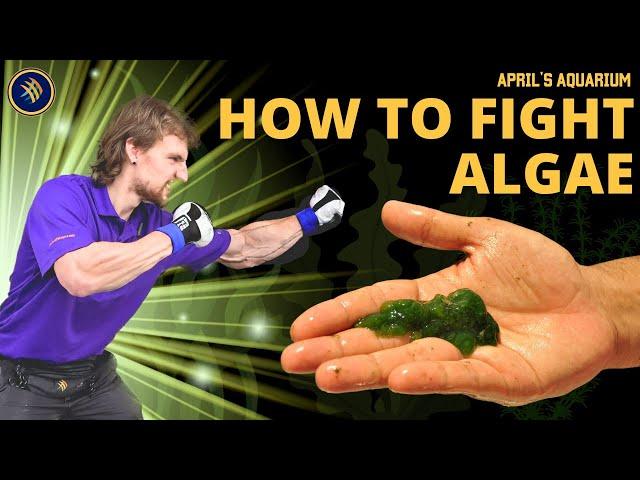 How We Fight Algae