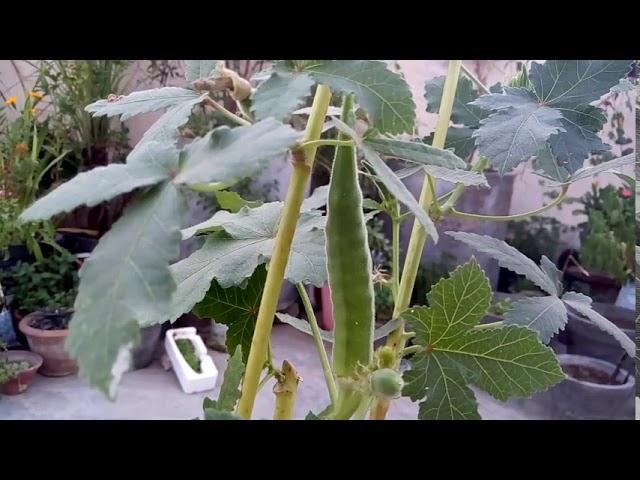 548 - Bhindi ke purane plants ki thodi si care karke winter me bhindi kaise paayen (Hindi /Urdu) 22