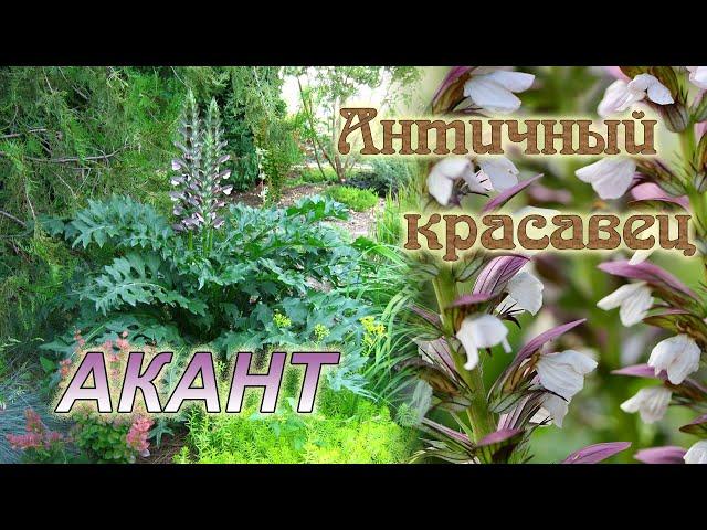 Акант - редкий многолетник с декоративной листвой и эффектным цветением.