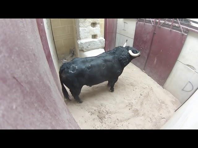 Arrival Bull Fighting 2020 | new Bull video 2020