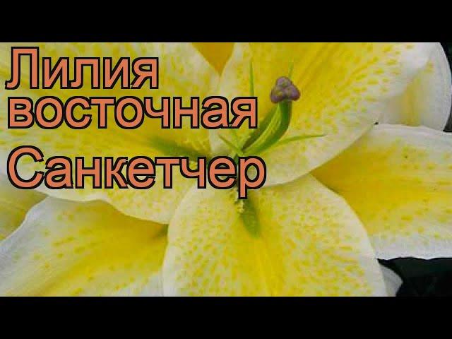 Лилия восточная Санкетчер (lilium)  лилия Санкетчер обзор: как сажать луковицы лилии Санкетчер