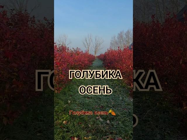 Голубика осень. Голубика беларусь. Голубика уход осенью. #голубика #сад #огород #garden #blueberry