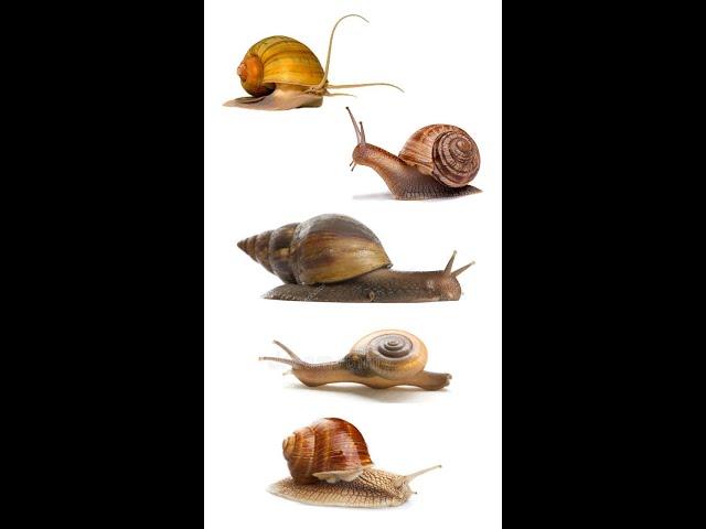 Best Pet Snails | Best Pet Snail Species #Snails #PetSnails