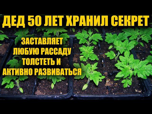 Я обалдел! 1 Ложка заставляет любую рассаду толстеть и активно развиваться! Рассада коренастая!!!