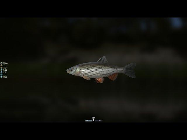 Trophy fishing 2 - Guaranteed Chub Gold quest