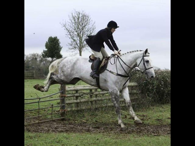 Heavyweight RID Gelding - Gentle Giant -17.2hh, 7 yo Grey Gelding by Cappa Cochise