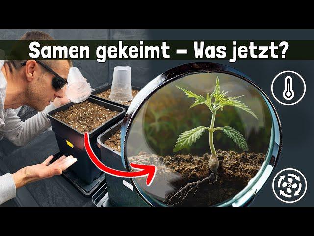 -Keimlinge optimal versorgen: Licht, Luft & Wasser für beste Ergebnisse