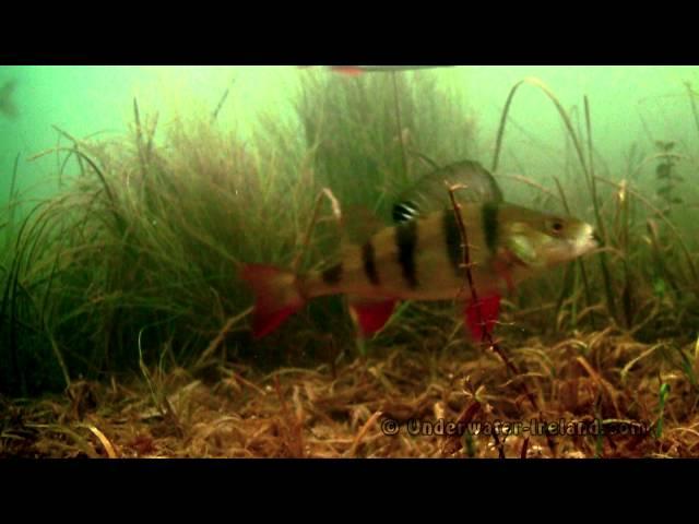 Mormyshka in action underwater. Fishing for roach perch rudd. Рыбалка: мормышка, взгляд из под воды.