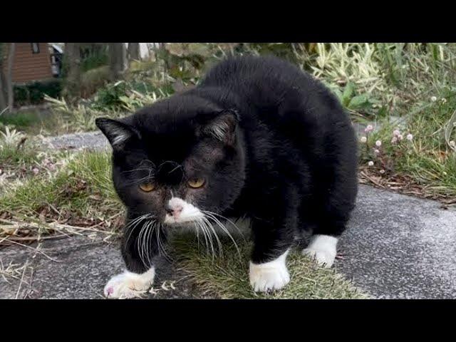 A Very Round Cat