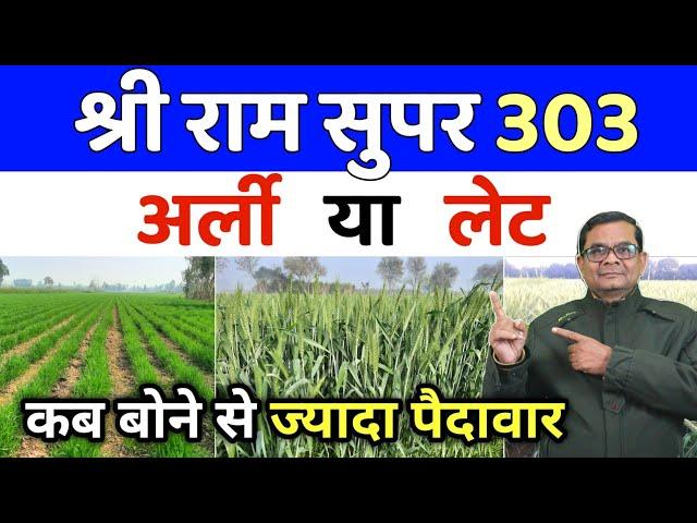 श्रीराम सुपर 303 अर्ली लगाए या लेट | ShriRam Super 303 Early Ya Late | Gehu ki kheti | Jagan Singh