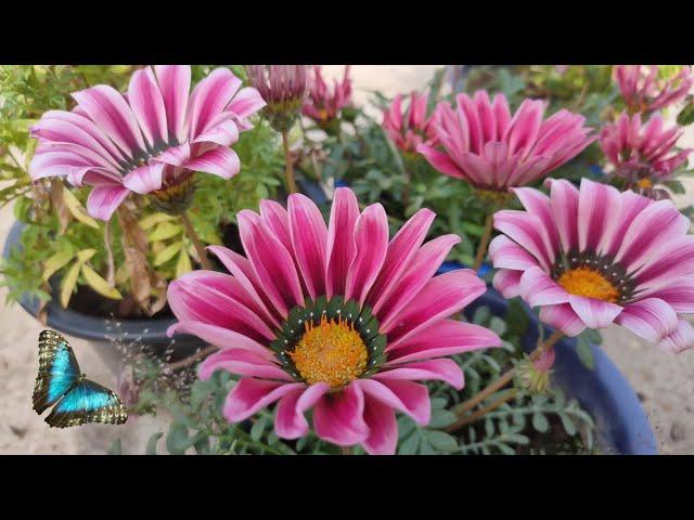 Gazania flowers blooming views || Lipsha world