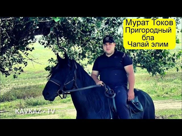 Мурат Токов - Пригородный бла Чапай элим