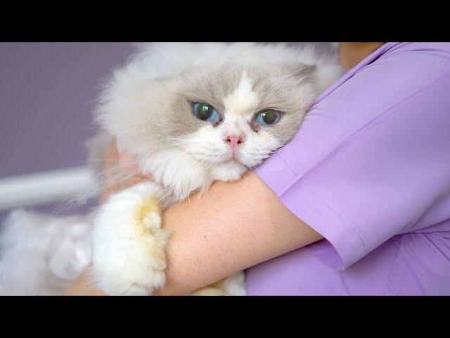 The sweetest cat guaranteed by a cat groomer!️️