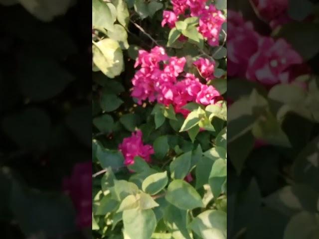 ##اشتراک #لایک #shortvideo #iran #nature #beautiful  #unfrezzmyaccount #youtubeshorts #shortvideo