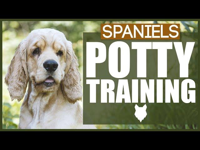 How To Potty Train Your SPANIEL