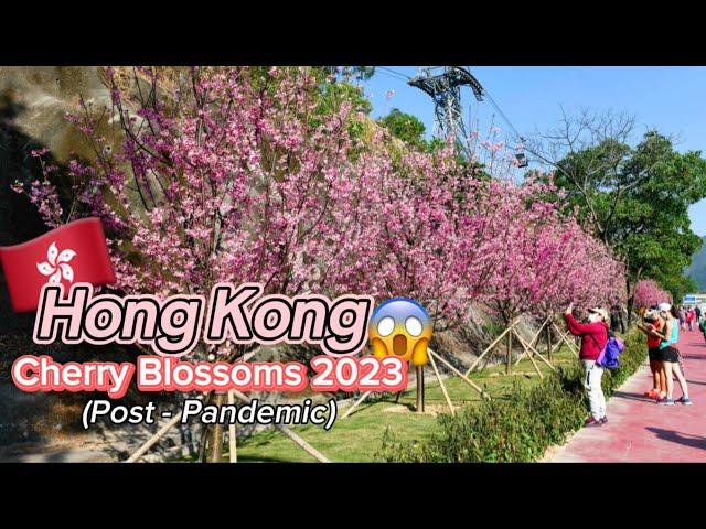 Where to see Cherry Blossoms in HK?