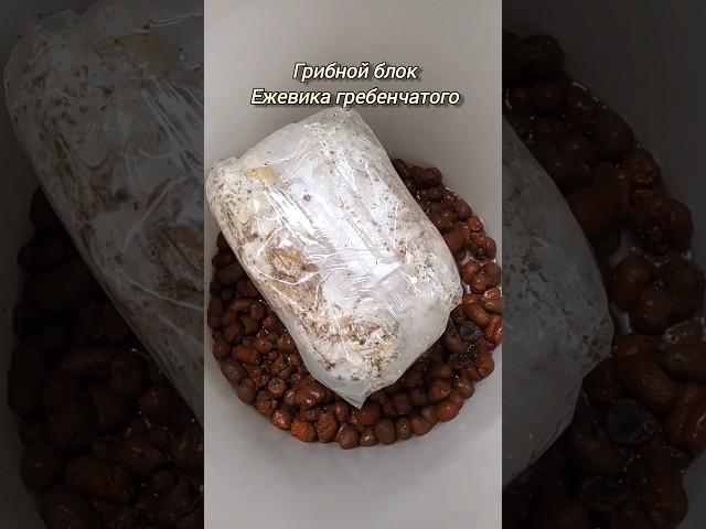 ЭТО НАДО ЗНАТЬ!!! Как вырастить Ежевик гребенчатый В ДОМАШНИХ УСЛОВИЯХ.