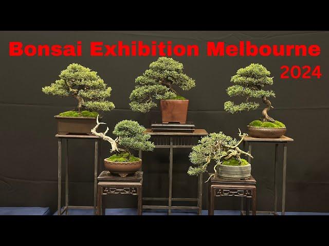 Bonsai Show Exhibition Melbourne April 2024 - one of the best Bonsai shows in Australia