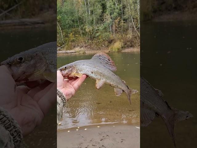 Grayling/Хариус #grayling #fishing #fish #salmon #cutefish #funnyfish #хариус #рыбалка #рыба #fisher