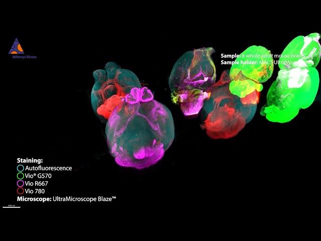 Eight adult mouse brains imaged with UltraMicroscope Blaze™ and MACS® UltraMount 8 Sample Holder