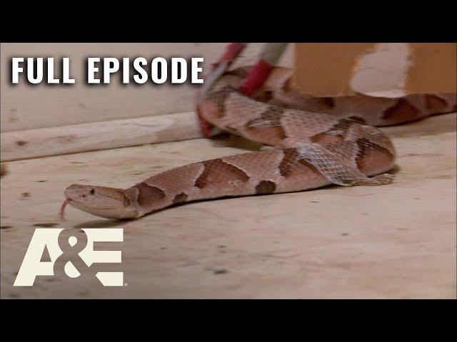 Billy the Exterminator: House Full of Pit Vipers! - Full Episode (S6, E1) | A&E