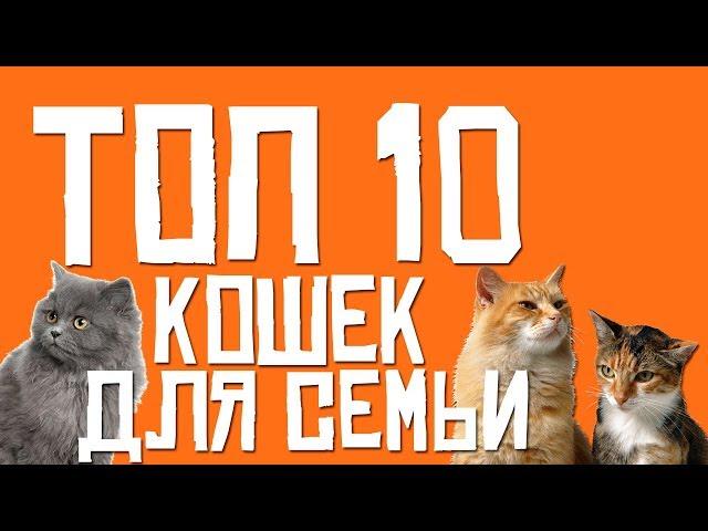 ТОП 10 КОШЕК ДЛЯ СЕМЬИ (Лучшие кошки для семьи)