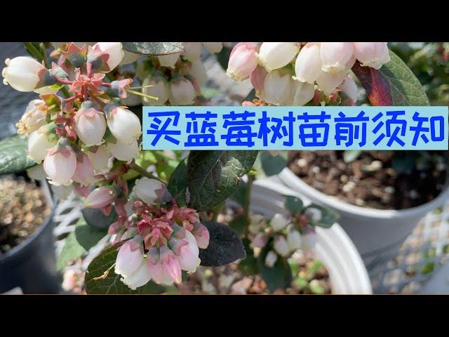 【种蓝莓之一】买树苗前必须知道的蓝莓品种知识｜蓝莓的冷时数要求很重要｜ Blueberry Varieties And Chill Hours