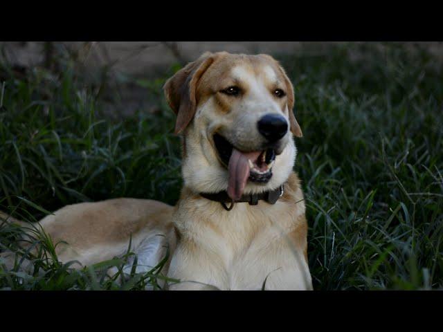 Lab Family - Relaxing Video